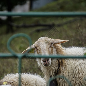 草地里的绵羊图片