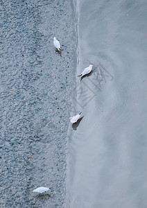 海水中的鸥背景图片