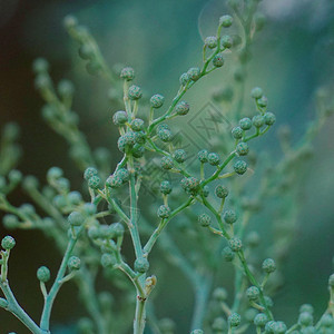 绿植物图片