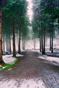 冬季森林中下雪的树木图片