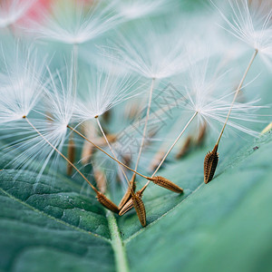 美丽的花朵在自然园里图片