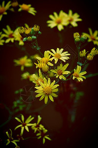自然中的黄花图片