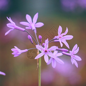 花园中美丽的粉红色花朵背景图片