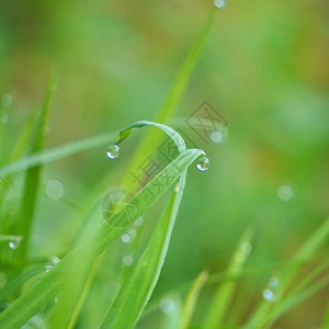 园里的绿草上有雨滴图片