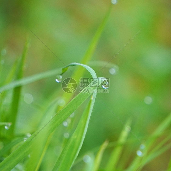 园里的绿草上有雨滴图片