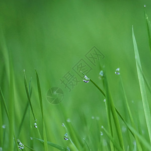 绿草上有雨滴图片