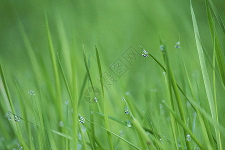 园里的绿草上有雨滴图片