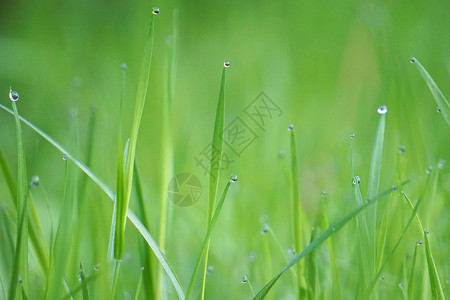 园里的绿草上有雨滴图片