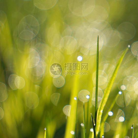 园中绿草上的雨滴图片