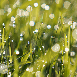 园中绿草上的雨滴图片