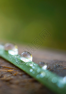 园中绿草上的雨滴图片