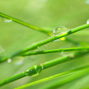 园中绿草上的雨滴图片