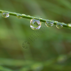 园中绿草上的雨滴图片