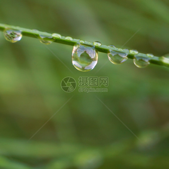 园中绿草上的雨滴图片