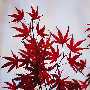 红色树叶的自然质图片