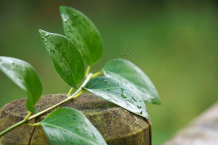 自然中的绿植物叶图片