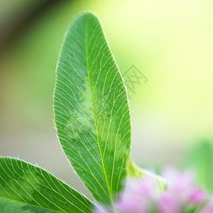 自然质的绿植物树叶图片