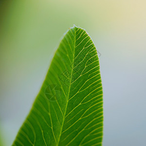 矢量树叶园里的绿树叶背景