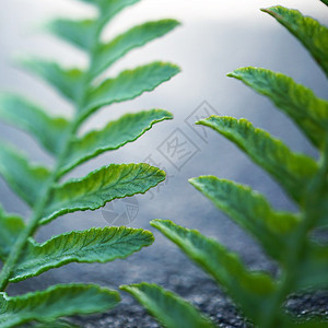 自然质的绿植物树叶图片