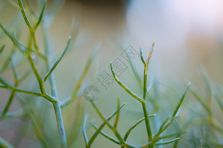 矢量树叶自然质的绿植物树叶背景