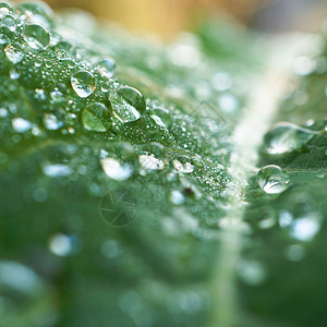 绿树叶上的雨滴图片