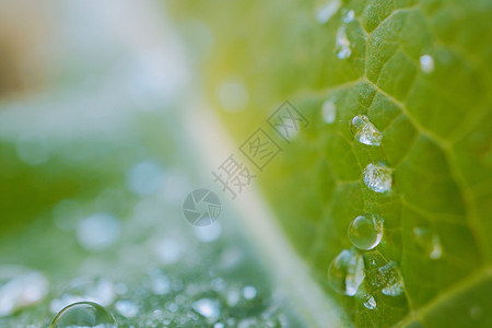 绿树叶上的雨滴图片