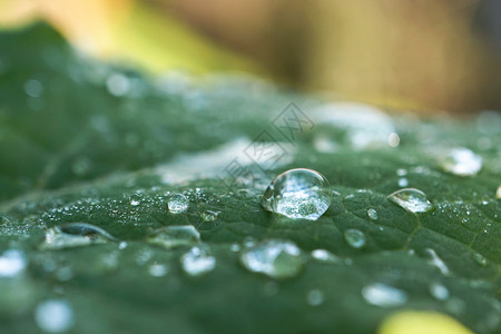 树叶矢量绿树叶上的雨滴背景