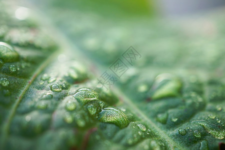 绿树叶上的雨滴图片