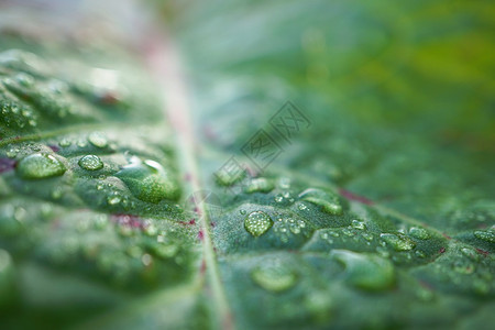 绿树叶上的雨滴图片