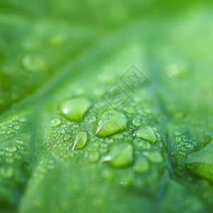 绿树叶上的雨滴图片