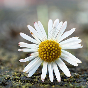 白菊花植物图片