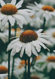 白菊花植物背景图片