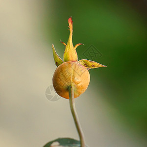 园圃中的植物图片