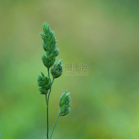 花园中的绿色朵大自然中的绿色花朵图片