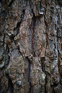 树干纹理模式背景图片
