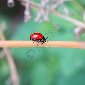 花园植物上的红色小虫子图片