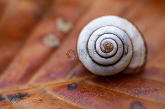 自然中叶子上的小蜗牛图片