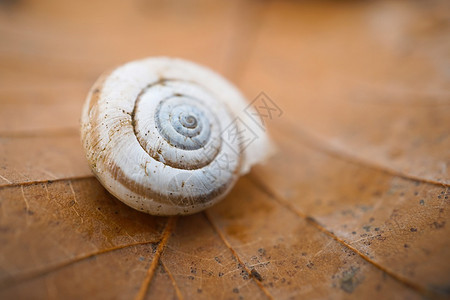 自然中叶子上的小蜗牛图片