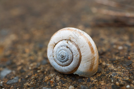 地上的小蜗牛在大自然中图片