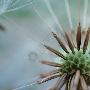 花园中抽象的朵植物图片