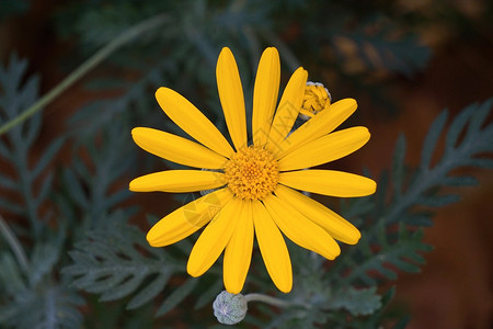 黄花植物图片