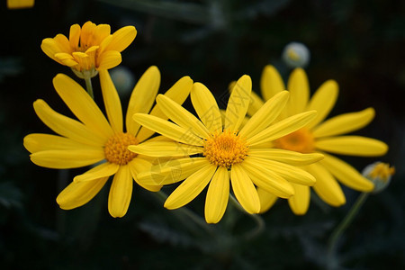 花园中美丽的黄色花朵图片