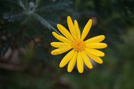 花园里浪漫的黄色花朵背景图片
