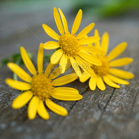 自然界中美丽的黄花植物图片