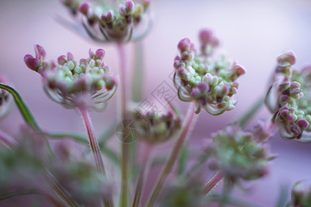 园里的植物背景图片