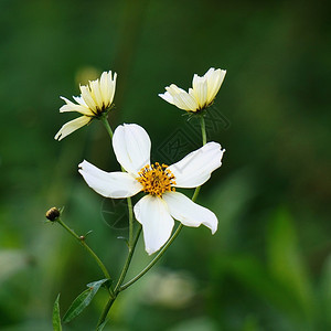 花园中的美丽白花植物图片