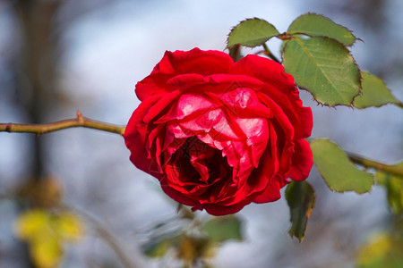 浪漫的红玫瑰花图片