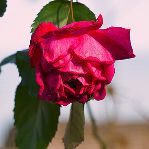 浪漫的红玫瑰花朵图片