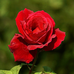 花园里浪漫的红玫瑰花朵图片