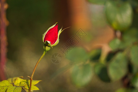 花园里浪漫的红玫瑰花朵背景图片